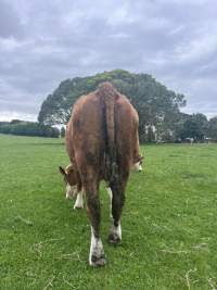 Cow with Dirty Back-end - Adult Simmental-cross cow at Cornwall Park showing significant back-end fecal contamination and a dirty tail switch, potential nutritional scours. Multiple herd members are exhibiting similar loose manure, varying in severity. - Captured at Cornwall Park, One Tree Hill Auckland New Zealand.