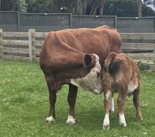 Calf with Dirty Back-end - Calf Simmental-cross cow at Cornwall Park showing back-end fecal contamination and potential nutritional scours. Multiple herd members are exhibiting similar loose manure, varying in severity. - Captured at Cornwall Park, One Tree Hill Auckland New Zealand.