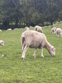 Sheep - tail docked - Tail-docking used at Cornwall Park - Captured at Cornwall Park, One Tree Hill Auckland New Zealand.