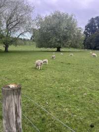 Sheep - tail docked - Tail-docking used at Cornwall Park - Captured at Cornwall Park, One Tree Hill Auckland New Zealand.