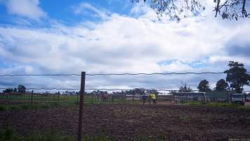 Horse yards and slaughter at residential property of Peter Loffel - Screenshots from hidden camera footage showing the receival and slaughter of ex-racing and breeding thoroughbreds and standardbreds. - Captured at Peter Loffel's Illegal Knackery, Mooroopna VIC Australia.