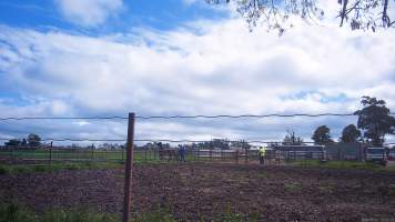 Horse yards and slaughter at residential property of Peter Loffel - Screenshots from hidden camera footage showing the receival and slaughter of ex-racing and breeding thoroughbreds and standardbreds. - Captured at Peter Loffel's Illegal Knackery, Mooroopna VIC Australia.