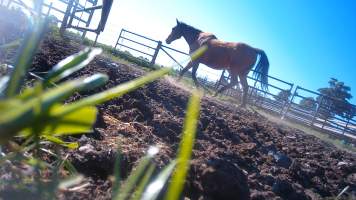 Horse yards and slaughter at residential property of Peter Loffel - Screenshots from hidden camera footage showing the receival and slaughter of ex-racing and breeding thoroughbreds and standardbreds. - Captured at Peter Loffel's Illegal Knackery, Mooroopna VIC Australia.