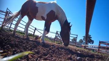 Horse yards and slaughter at residential property of Peter Loffel - Screenshots from hidden camera footage showing the receival and slaughter of ex-racing and breeding thoroughbreds and standardbreds. - Captured at Peter Loffel's Illegal Knackery, Mooroopna VIC Australia.