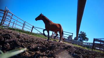 Horse yards and slaughter at residential property of Peter Loffel - Screenshots from hidden camera footage showing the receival and slaughter of ex-racing and breeding thoroughbreds and standardbreds. - Captured at Peter Loffel's Illegal Knackery, Mooroopna VIC Australia.