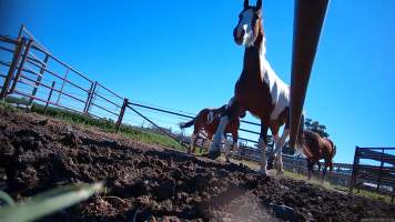 Horse yards and slaughter at residential property of Peter Loffel - Screenshots from hidden camera footage showing the receival and slaughter of ex-racing and breeding thoroughbreds and standardbreds. - Captured at Peter Loffel's Illegal Knackery, Mooroopna VIC Australia.