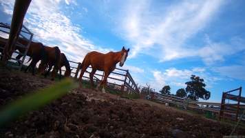 Horse yards and slaughter at residential property of Peter Loffel - Screenshots from hidden camera footage showing the receival and slaughter of ex-racing and breeding thoroughbreds and standardbreds. - Captured at Peter Loffel's Illegal Knackery, Mooroopna VIC Australia.