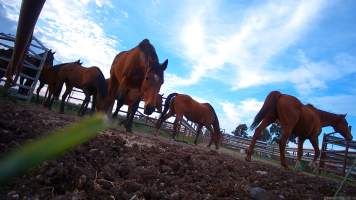 Horse yards and slaughter at residential property of Peter Loffel - Screenshots from hidden camera footage showing the receival and slaughter of ex-racing and breeding thoroughbreds and standardbreds. - Captured at Peter Loffel's Illegal Knackery, Mooroopna VIC Australia.