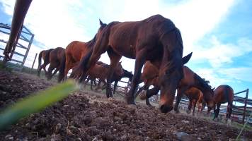 Horse yards and slaughter at residential property of Peter Loffel - Screenshots from hidden camera footage showing the receival and slaughter of ex-racing and breeding thoroughbreds and standardbreds. - Captured at Peter Loffel's Illegal Knackery, Mooroopna VIC Australia.