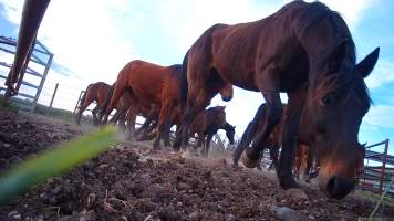 Horse yards and slaughter at residential property of Peter Loffel - Screenshots from hidden camera footage showing the receival and slaughter of ex-racing and breeding thoroughbreds and standardbreds. - Captured at Peter Loffel's Illegal Knackery, Mooroopna VIC Australia.