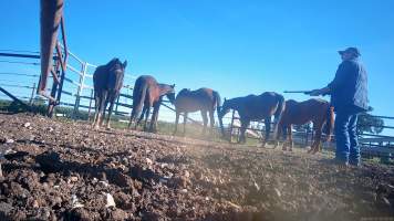 Horse yards and slaughter at residential property of Peter Loffel - Screenshots from hidden camera footage showing the receival and slaughter of ex-racing and breeding thoroughbreds and standardbreds. - Captured at Peter Loffel's Illegal Knackery, Mooroopna VIC Australia.