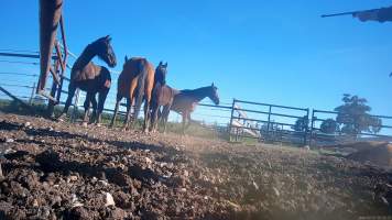 Horse yards and slaughter at residential property of Peter Loffel - Screenshots from hidden camera footage showing the receival and slaughter of ex-racing and breeding thoroughbreds and standardbreds. - Captured at Peter Loffel's Illegal Knackery, Mooroopna VIC Australia.