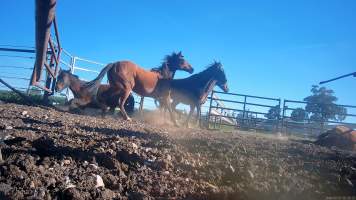 Horse yards and slaughter at residential property of Peter Loffel - Screenshots from hidden camera footage showing the receival and slaughter of ex-racing and breeding thoroughbreds and standardbreds. - Captured at Peter Loffel's Illegal Knackery, Mooroopna VIC Australia.