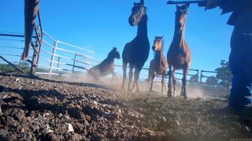 Horse yards and slaughter at residential property of Peter Loffel - Screenshots from hidden camera footage showing the receival and slaughter of ex-racing and breeding thoroughbreds and standardbreds. - Captured at Peter Loffel's Illegal Knackery, Mooroopna VIC Australia.