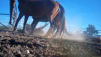 Horse yards and slaughter at residential property of Peter Loffel - Screenshots from hidden camera footage showing the receival and slaughter of ex-racing and breeding thoroughbreds and standardbreds. - Captured at Peter Loffel's Illegal Knackery, Mooroopna VIC Australia.