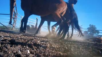Horse yards and slaughter at residential property of Peter Loffel - Screenshots from hidden camera footage showing the receival and slaughter of ex-racing and breeding thoroughbreds and standardbreds. - Captured at Peter Loffel's Illegal Knackery, Mooroopna VIC Australia.