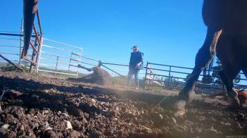 Horse yards and slaughter at residential property of Peter Loffel - Screenshots from hidden camera footage showing the receival and slaughter of ex-racing and breeding thoroughbreds and standardbreds. - Captured at Peter Loffel's Illegal Knackery, Mooroopna VIC Australia.