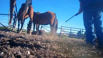 Horse yards and slaughter at residential property of Peter Loffel - Screenshots from hidden camera footage showing the receival and slaughter of ex-racing and breeding thoroughbreds and standardbreds. - Captured at Peter Loffel's Illegal Knackery, Mooroopna VIC Australia.