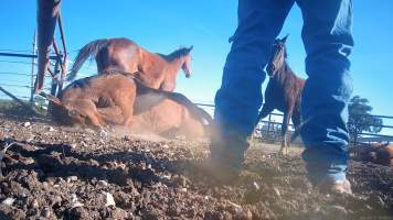 Horse yards and slaughter at residential property of Peter Loffel - Screenshots from hidden camera footage showing the receival and slaughter of ex-racing and breeding thoroughbreds and standardbreds. - Captured at Peter Loffel's Illegal Knackery, Mooroopna VIC Australia.