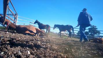 Horse yards and slaughter at residential property of Peter Loffel - Screenshots from hidden camera footage showing the receival and slaughter of ex-racing and breeding thoroughbreds and standardbreds. - Captured at Peter Loffel's Illegal Knackery, Mooroopna VIC Australia.