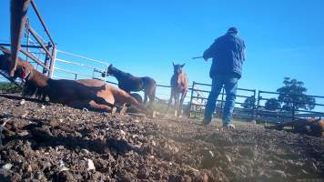 Horse yards and slaughter at residential property of Peter Loffel - Screenshots from hidden camera footage showing the receival and slaughter of ex-racing and breeding thoroughbreds and standardbreds. - Captured at Peter Loffel's Illegal Knackery, Mooroopna VIC Australia.