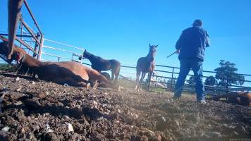 Horse yards and slaughter at residential property of Peter Loffel - Screenshots from hidden camera footage showing the receival and slaughter of ex-racing and breeding thoroughbreds and standardbreds. - Captured at Peter Loffel's Illegal Knackery, Mooroopna VIC Australia.