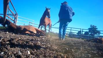 Horse yards and slaughter at residential property of Peter Loffel - Screenshots from hidden camera footage showing the receival and slaughter of ex-racing and breeding thoroughbreds and standardbreds. - Captured at Peter Loffel's Illegal Knackery, Mooroopna VIC Australia.