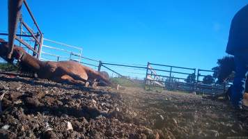 Horse yards and slaughter at residential property of Peter Loffel - Screenshots from hidden camera footage showing the receival and slaughter of ex-racing and breeding thoroughbreds and standardbreds. - Captured at Peter Loffel's Illegal Knackery, Mooroopna VIC Australia.