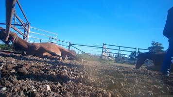 Horse yards and slaughter at residential property of Peter Loffel - Screenshots from hidden camera footage showing the receival and slaughter of ex-racing and breeding thoroughbreds and standardbreds. - Captured at Peter Loffel's Illegal Knackery, Mooroopna VIC Australia.