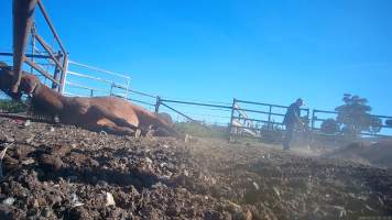 Horse yards and slaughter at residential property of Peter Loffel - Screenshots from hidden camera footage showing the receival and slaughter of ex-racing and breeding thoroughbreds and standardbreds. - Captured at Peter Loffel's Illegal Knackery, Mooroopna VIC Australia.
