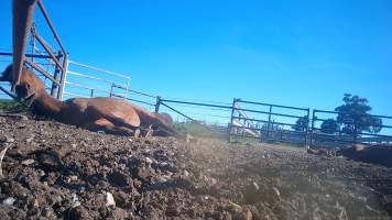 Horse yards and slaughter at residential property of Peter Loffel - Screenshots from hidden camera footage showing the receival and slaughter of ex-racing and breeding thoroughbreds and standardbreds. - Captured at Peter Loffel's Illegal Knackery, Mooroopna VIC Australia.