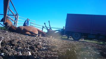 Horse yards and slaughter at residential property of Peter Loffel - Screenshots from hidden camera footage showing the receival and slaughter of ex-racing and breeding thoroughbreds and standardbreds. - Captured at Peter Loffel's Illegal Knackery, Mooroopna VIC Australia.