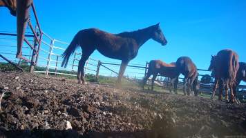 Horse yards and slaughter at residential property of Peter Loffel - Screenshots from hidden camera footage showing the receival and slaughter of ex-racing and breeding thoroughbreds and standardbreds. - Captured at Peter Loffel's Illegal Knackery, Mooroopna VIC Australia.