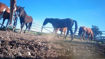 Horse yards and slaughter at residential property of Peter Loffel - Screenshots from hidden camera footage showing the receival and slaughter of ex-racing and breeding thoroughbreds and standardbreds. - Captured at Peter Loffel's Illegal Knackery, Mooroopna VIC Australia.