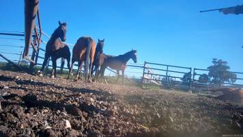 Horse yards and slaughter at residential property of Peter Loffel - Screenshots from hidden camera footage showing the receival and slaughter of ex-racing and breeding thoroughbreds and standardbreds. - Captured at Peter Loffel's Illegal Knackery, Mooroopna VIC Australia.