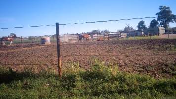 Horse yards and slaughter at residential property of Peter Loffel - Screenshots from hidden camera footage showing the receival and slaughter of ex-racing and breeding thoroughbreds and standardbreds. - Captured at Peter Loffel's Illegal Knackery, Mooroopna VIC Australia.