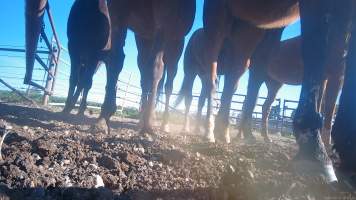 Horse yards and slaughter at residential property of Peter Loffel - Screenshots from hidden camera footage showing the receival and slaughter of ex-racing and breeding thoroughbreds and standardbreds. - Captured at Peter Loffel's Illegal Knackery, Mooroopna VIC Australia.