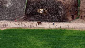 Horse yards and slaughter at residential property of Peter Loffel - Screenshots from drone footage showing the slaughter of ex-racing and breeding thoroughbreds and standardbreds. - Captured at Peter Loffel's Illegal Knackery, Mooroopna VIC Australia.