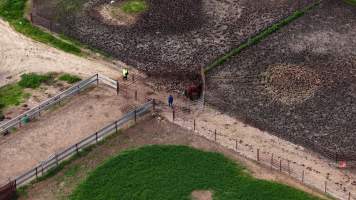 Horse yards and slaughter at residential property of Peter Loffel - Screenshots from drone footage showing the slaughter of ex-racing and breeding thoroughbreds and standardbreds. - Captured at Peter Loffel's Illegal Knackery, Mooroopna VIC Australia.