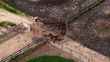 Horse yards and slaughter at residential property of Peter Loffel - Screenshots from drone footage showing the slaughter of ex-racing and breeding thoroughbreds and standardbreds. - Captured at Peter Loffel's Illegal Knackery, Mooroopna VIC Australia.