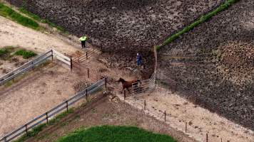Horse yards and slaughter at residential property of Peter Loffel - Screenshots from drone footage showing the slaughter of ex-racing and breeding thoroughbreds and standardbreds. - Captured at Peter Loffel's Illegal Knackery, Mooroopna VIC Australia.