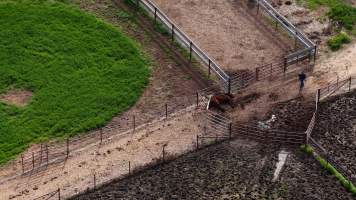 Horse yards and slaughter at residential property of Peter Loffel - Screenshots from drone footage showing the slaughter of ex-racing and breeding thoroughbreds and standardbreds. - Captured at Peter Loffel's Illegal Knackery, Mooroopna VIC Australia.