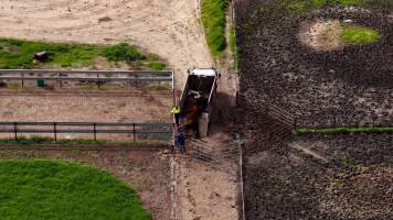 Horse yards and slaughter at residential property of Peter Loffel - Screenshots from drone footage showing the slaughter of ex-racing and breeding thoroughbreds and standardbreds. - Captured at Peter Loffel's Illegal Knackery, Mooroopna VIC Australia.