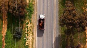 Knackery truck on road - Screenshots from drone footage showing the slaughter of ex-racing and breeding thoroughbreds and standardbreds. - Captured at Peter Loffel's Illegal Knackery, Mooroopna VIC Australia.