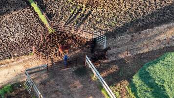 Horse yards and slaughter at residential property of Peter Loffel - Screenshots from drone footage showing the slaughter of ex-racing and breeding thoroughbreds and standardbreds. - Captured at Peter Loffel's Illegal Knackery, Mooroopna VIC Australia.