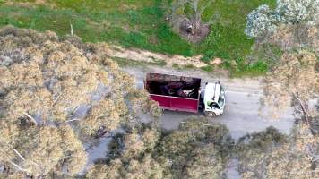 Knackery truck on road - Screenshots from drone footage showing the slaughter of ex-racing and breeding thoroughbreds and standardbreds. - Captured at Peter Loffel's Illegal Knackery, Mooroopna VIC Australia.