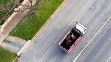 Knackery truck on road - Screenshots from hidden camera footage showing the receival and slaughter of ex-racing and breeding thoroughbreds and standardbreds. - Captured at Peter Loffel's Illegal Knackery, Mooroopna VIC Australia.