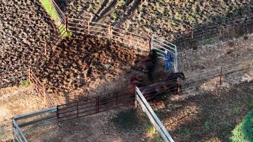 Horse yards and slaughter at residential property of Peter Loffel - Screenshots from drone footage showing the slaughter of ex-racing and breeding thoroughbreds and standardbreds. - Captured at Peter Loffel's Illegal Knackery, Mooroopna VIC Australia.
