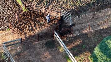 Horse yards and slaughter at residential property of Peter Loffel - Screenshots from drone footage showing the slaughter of ex-racing and breeding thoroughbreds and standardbreds. - Captured at Peter Loffel's Illegal Knackery, Mooroopna VIC Australia.