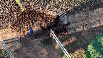 Horse yards and slaughter at residential property of Peter Loffel - Screenshots from drone footage showing the slaughter of ex-racing and breeding thoroughbreds and standardbreds. - Captured at Peter Loffel's Illegal Knackery, Mooroopna VIC Australia.
